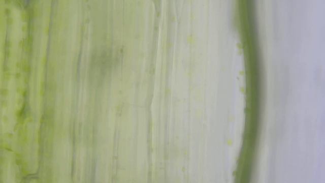 Chlorofyl in Gazania смотреть онлайн