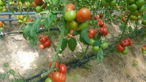 ЦИТУС F1 - КРАСИВЫЙ РАННИЙ ТОМАТ, КОТОРОГО ТРЕБУЕТ РЫНОК