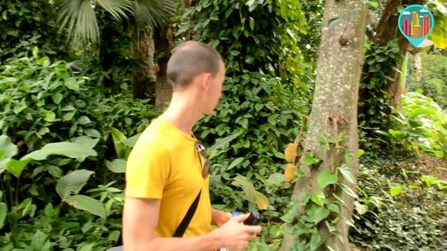 Лестница Селарона и парк Рио Де Жанейро смотреть онлайн