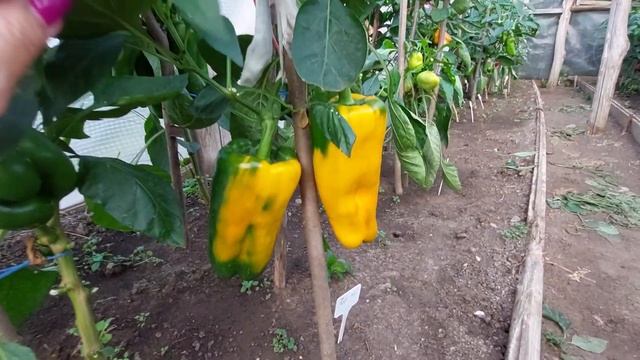 Самый крупноплодный и сладкий перец Обзор