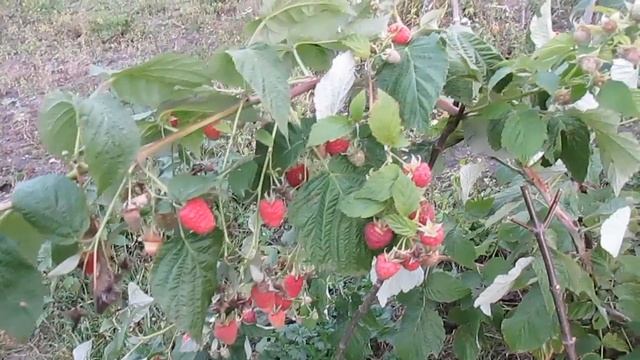 Урожай малины Джоан Джей - октябрь 2017 смотреть онлайн