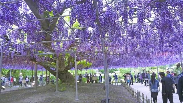 10 ДЕРЕВЬЕВ, В СУЩЕСТВОВАНИЕ КОТОРЫХ НЕВОЗМОЖНО ПОВЕРИТЬ смотреть онлайн