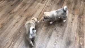 Щенки западно-сибирской Лайки