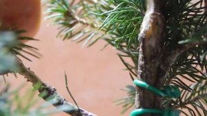 Первичное формирование ели из ТЦ.Эпизод 1.