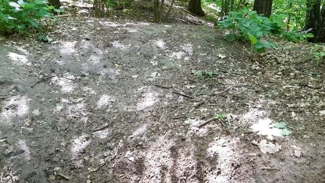 БАРСУК В ДИКОЙ ПРИРОДЕ/ ФОТОЛОВУШКА/ЛИСА ЗАСРАНКА/