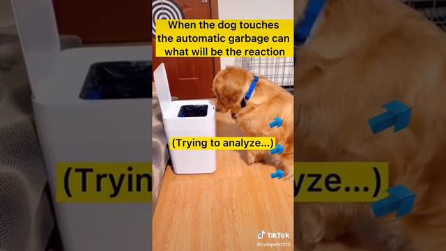 Best Of 2021- Top Funny Pet Videos - TRY NOT TO LAUGH 9 смотреть онлайн