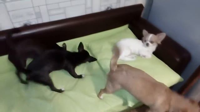 Щенок Чихуахуа. Продажа. смотреть онлайн