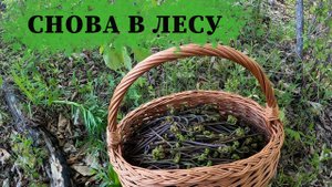Поход на сбор папоротника: в поисках лесного сокровища. Пока не открыли сезон грибов собираем его.