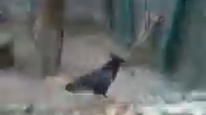Ворон в Ленинградском зоопарке