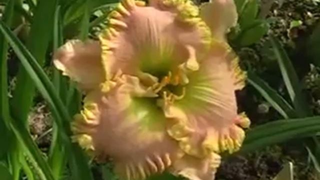 Лилейник daylily ANGELS AND ECSTACY смотреть онлайн