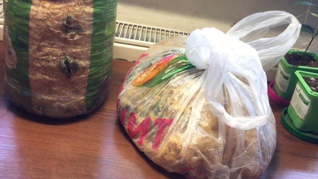 Как выращивать ВЕШЕНКИ в домашних условиях!!! Шокирующие результаты!!! смотреть онлайн