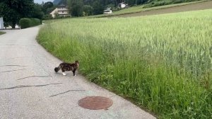 Гуляем с котами мейн-кунами по австрийскому селу в Альпах