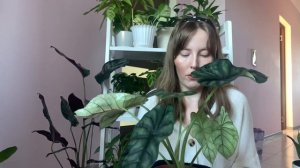 Алоказия /Шкура Дракона /Новые Комнатные Растения