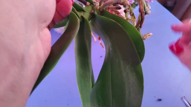 22.12.20.пересадка цветущего Биг липа  Aladdin.