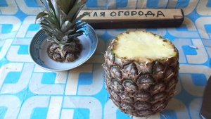 Как вырастить АНАНАС у себя дома ?Смотри ролик до конца и вы поймёте как это делать.