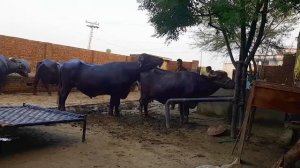 Mating Bull with cow #24