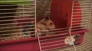 (22) Сирийский хомяк метит территорию и домик ))