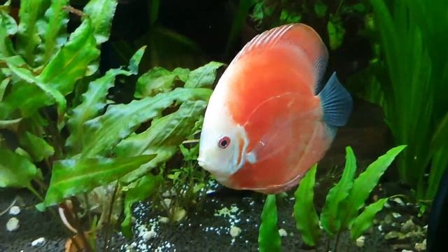 Дискусы, которых я давно хотел. Из разводни в травник. смотреть онлайн