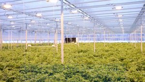 Тепличный комплекс UnionPark