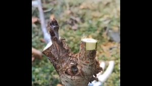 Все самое интересное тут telegram канал Садоводы-любители??https://t.me/IkL5pGqlupAwODZi