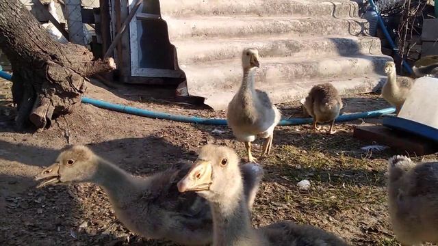 КУРЫ ЛЕГОРН ВЕС ТУШКИ, КРАСНЫЙ ИНДЮК, ГУСИ, ИНДИЙСКИЙ БЕГУН, ОБЗОР ХОЗЯЙСТВА.30 червня 2020 р. смотреть онлайн