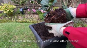 Camellia Sasanqua "Yuletide", Planting In Container - March 30