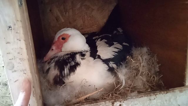 Просвечиваем яйца. Как узнать оплодотворено ли яйцо. Меняю яйца под уткой. Индоутки смотреть онлайн