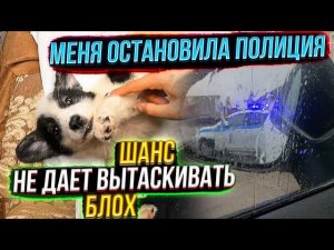 Что это были за крики?Меня остановила полиция Начинаем Лечение Шанса, лапки стали ровняться