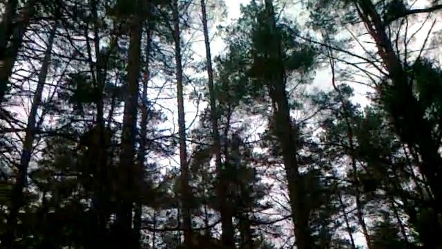 16042014593-В весеннем лесу смотреть онлайн