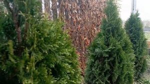 Готовим тую СМАРАГД к зиме?#туя#хвойные#готовимкзиме#многолетники#алтай#модныйсад