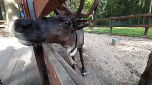 Прогулка по Внуково Аутлет Vnukovo Outlet Village Зоопарк