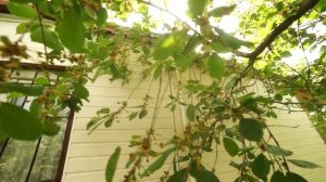 Дача Винновка 7 соток, домик, приватизирован