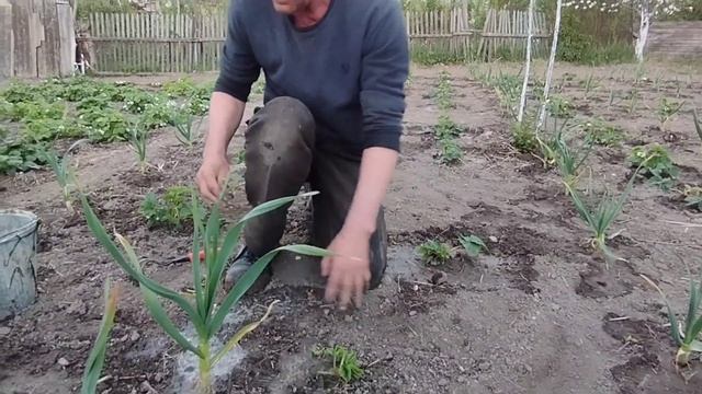 Клубника Купчиха! Уход и прикормка ???