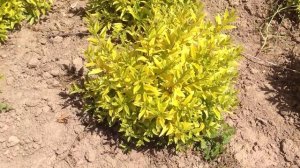 Бирючина золотистая. Посадочный материал собственного производства.