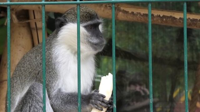 Вкуснятина Зелёным мартышкам и Абу! Все экономные) Yummy for Green Monkeys and Abu! All economical) смотреть онлайн