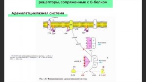 Аденилатциклазная система | Биохимия | Глюкагон, вазопрессин