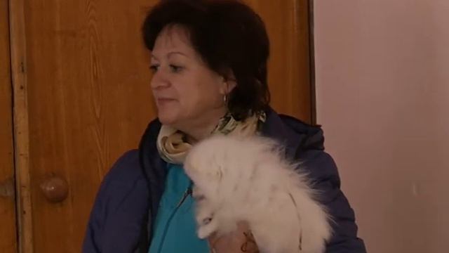 В Курске прошла выставка собак всех пород смотреть онлайн