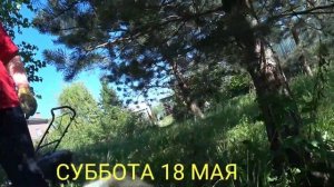 Грибы в Подмосковье уже пошли! В мае! Все в лес!