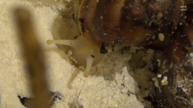 Улитка ест мел смотреть онлайн