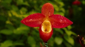 Phragmipedium Don Wimber in HD