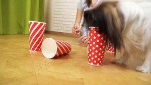 ГДЕ вкусняшка? Веселый ЮКИ и любимая хозяйка АЛИСА / ПриколЮКИ от папильона!