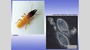 Значение простейших