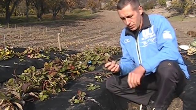 Посадка озимого чеснока по клубнике смотреть онлайн