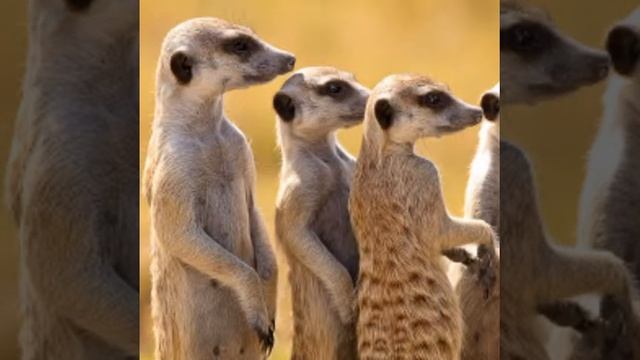 Птицы и животные(дикие и домашние) смотреть онлайн