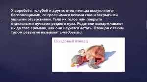 Размножение птиц/ Сезонные явления в жизни птиц/ Биология 7 класс/
