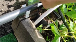 Как размножить КЛУБНИКУ усами?ЧТО ДЕЛАТЬ С УСАМИ КЛУБНИКИ?