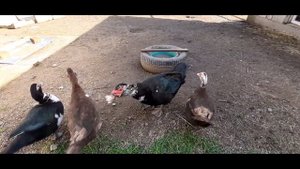 Индоутка высиживает цыплят\\Мускусные утки\\Индоутки