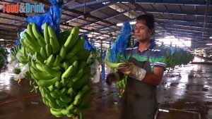 Как выращивают бананы. Это интересно!  Bananas Harvesting