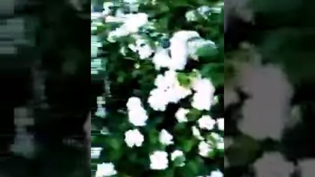 Белая спирея расцвела/ White spiraea blossom