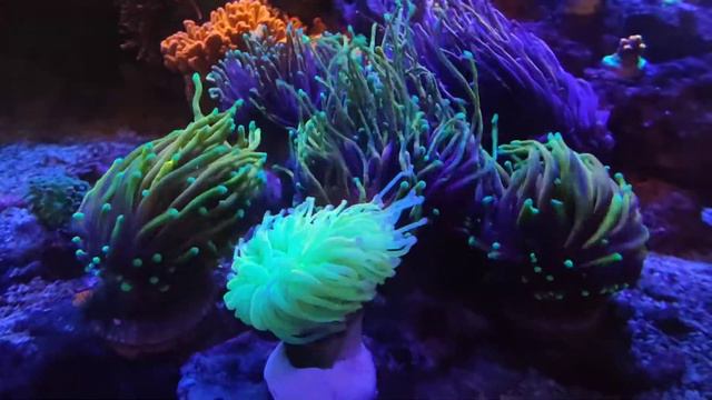 OG Todd's Torch смотреть онлайн